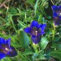 25 flowers seeds Gentian stemless Gentiana Acaulis easy to grow #ABG11