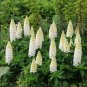 flowers seeds Lupine  Lupinus Polyphyllus Noble Maiden, 25 Seeds #ABG11