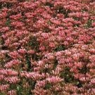 flower seeds Sedum Spurium Coccineum  Purple Carpet,100 Seeds #ABG11