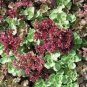 flower seeds Sedum Spurium Coccineum Purple Carpet,100 Seeds #ABG11
