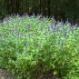 100 flowers Seeds Hyssop Anise-Agastache Foeniculum #ABG11