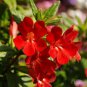 flowers seeds Mimulus Hybridus F2 Twinkle Red color, 100 seeds #ABG11