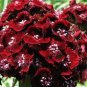 200 flowers seeds Dianthus Barbatus Dunetti #ABG11