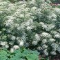 500 flowers Seeds  Bishop's Flower  mmi Majus #ABG11