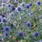 100 seeds Sea Holly Eryngium Blue easy to grow #ABG11