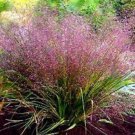 25 flowers Seeds Love Grass  Purple  Eragrostis spectabilis #ABG11