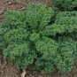flowers seeds  Kale Vates Blue Curled, 200 Seeds   #ABG11
