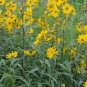 100 flowers Seeds Sunflower Maximilian #ABG11