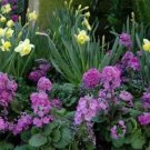 flowers seeds Primrose   Fairy Primula Malacoides  Lavender, 50 seeds #ABG11