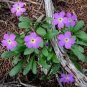 flowers seeds Primrose   Fairy Primula Malacoides  Lavender, 50 seeds #ABG11