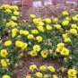 easy to grow Moss Rose Portulaca Grandiflora Yellow color, 200 seeds #ABG11