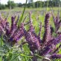 50 Seeds Leadplant Amorpha Canescens great for your garden #ABG11