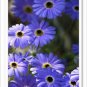 100 Flowers Seeds Swan River Daisy  Blue Brachycome Iberidifolia  #ABG11
