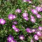 25 flowers Seeds Ice Plant Delosperma Floribunda Stardust #ABG11