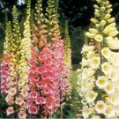 250 Seeds Foxglove Foxy Mix easy to grow #ABG11