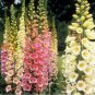 250 Seeds Foxglove Foxy Mix easy to grow #ABG11