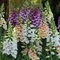 250 Seeds Foxglove Foxy Mix easy to grow #ABG11