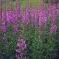 100 Seeds Fireweed Epilobium Angustifolium easy to grow #ABG11