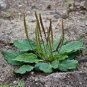 100 Seeds Plantain Common Plantago Rosularis flower seed #ABG11