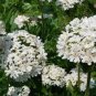 flowers seeds Lychnis Viscaria Splendens Snowstar, 400 Seeds #ABG11