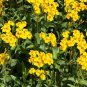 50 flowers seeds  Mexican Mint  Tagetes Lucida  #ABG11
