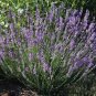 50 flowera Seeds  Lavender  Munstead Angustifolia   #ABG11