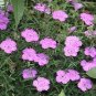 50 flowers seeds Dianthus Amur River #ABG11