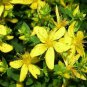 flower seeds St. John's Wort, 250 Seeds   #ABG11