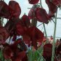 15 Seeds Sweet Pea Royal Maroon Lathyrus Odoratus easy to grow   #ABG11