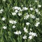 100 flowers seeds Dianthus Deltoides White color #ABG11