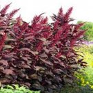 100 flowers Seeds Amaranthus Cruentus Red Spike  #ABG11
