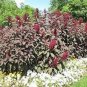 100 flowers Seeds Amaranthus Cruentus Red Spike  #ABG11