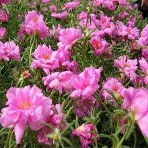 200 seeds Moss Rose  portulaca Grandiflora Pink,great for your garden   #ABG11