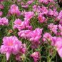 200 seeds Moss Rose  portulaca Grandiflora Pink,great for your garden   #ABG11