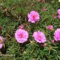 200 seeds Moss Rose  portulaca Grandiflora Pink,great for your garden   #ABG11