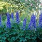50 seeds Delphinium Cultorum Butterfly Blue color #ABG11