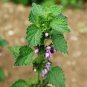 Horehound Marrubium Vulgare,100 seeds #ABG11