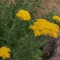 250 seeds Yarrow Gold/Yellow Achillea #ABG11