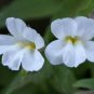 100 flowers seeds Mimulus Hybridus F2 Twinkle White easy to grow#ABG11
