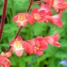 flowers seeds Coral Bells  Heuchera  Mix. 50 Seeds #ABG11