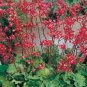 flowers seeds Coral Bells  Heuchera  Mix. 50 Seeds #ABG11