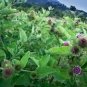 flower seeds Burdock Arctium Lappa, 25 Seeds #ABG11