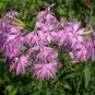 fllowers seeds Dianthus  Superbus  Rose, 100 Seeds #ABG11