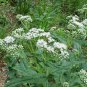 Boneset Eupatorium Perfoliatum,100 Seeds easy to grow   #ABG11