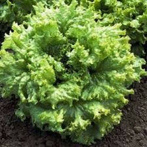 flowers seeds Lettuce  Black seeded Simson, get 100 Seeds  #ABG11