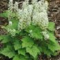 25  seeds, Foamflower Tiarella Wherryi great for your garden #ABG11