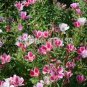 flowers seeds Godetia Monarch Mix  Grandiflora Azaelaflora, 100 seeds #ABG11