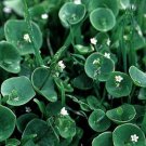 seeds flower  Purslane Winter Claytonia Perfoliata, 100 seeds #ABG11