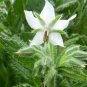 25 Seeds,  Borage  White Borago Officinalis easy to grow  #ABG11