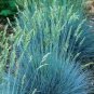Love Grass  Blue Eragrostis elliotii,25 Seeds  easy to grow  #ABG11